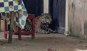 Guayaramerín: vecinos matan a tiros a un jaguar que ingresó a una vivienda