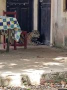 Jaguar ingresa a una vivienda en Guayaramerín y muere tras ser abatido con una escopeta