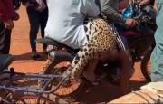 La Fiscalía de Bolivia investiga el biocidio de un jaguar en la frontera con Brasil