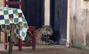 ¿Es biocidio? Un jaguar ingresa en una casa de Guayaramerín y un dirigente lo mata con una escopeta