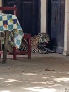 Emiten orden de aprehensión para persona identificada por muerte de jaguar en Guayaramerín
