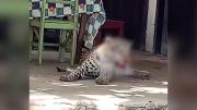 Jaguar abatido de Guayaramerín habría sido un cachorro domesticado