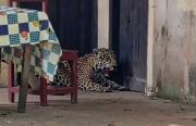 ORDENAN LA APREHENSIÓN DE UNA PERSONA POR MUERTE DE JAGUAR EN GUAYARAMERÍN