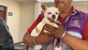 Los perros pueden distinguir entre el miedo y la tristeza en los rostros humanos