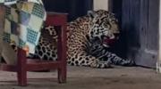 Tribunal Agroambiental considera que muerte de jaguar no puede ser considerada un hecho aislado