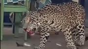 Comportamiento del jaguar abatido en Guayaramerín no era el normal para un animal silvestre, dicen expertos