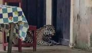 Afirman que jaguar abatido fue desollado y llevado como trofeo; presumen que estaba en cautiverio