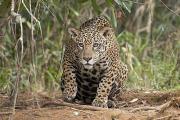 Tribunal Agroambiental exige justicia por muerte de jaguar en Beni y ratifica medidas cautelares de protección