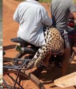 Aprehendido por matar a jaguar en Beni será imputado por al menos cuatro delitos