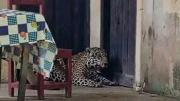 Afirman que jaguar abatido fue desollado y llevado como trofeo; presumen que estaba en cautiverio
