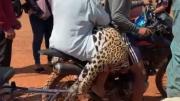Aprehenden a una persona y buscan a otra por la muerte del jaguar en Guayaramerín