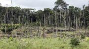 Bolivia se convierte en nuevo foco de deforestación amazónica mientras Brasil reduce la tala