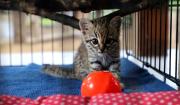 Rescatan una cría de gato montés en Pailón