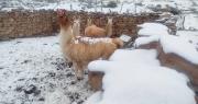 Una densa nevada golpea a Colcha K; los productores de la zona están afectados y urgen ayuda