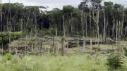 Reportaje señala a Bolivia como epicentro de la deforestación