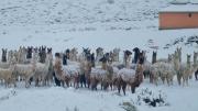 Nevadas cubren municipios en Potosí con hasta 15 cm de nieve y amenazan al ganado