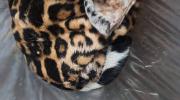 Tribunal Agroambiental se adherirá como querellante en caso de jaguar abatido en Guayaramerín