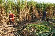 Falta de diésel paraliza la cosecha del Norte y productores bloquean en Chané y advierten nuevas protestas