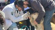 UMSA realiza una campaña de salud para las mascotas