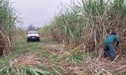 Tarija: Productores de caña sueñan con instalar su propia agroindustria
