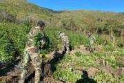 FELCN erradica e incinera 90 toneladas de marihuana en estado natural y seco