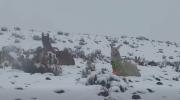 Nevadas ponen en riesgo a 19.000 cabezas de ganado en comunidades de Potosí