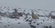 Nevadas afectan a 19.000 camélidos y dejan vías intransitables en el sudoeste de Potosí