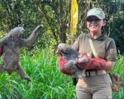 Liberan a cuatro osos perezosos en el área protegida de Trinidad
