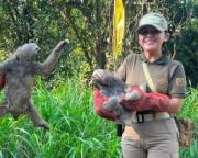 Cuatro osos perezosos son liberados en área protegida de Trinidad tras ser rescatados
