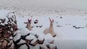Nevadas: Anuncian declaratoria de desastre municipal en San Pablo de Lípez de Potosí