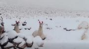 San Pablo de Lípez declarará desastre municipal ante graves daños por las nevadas