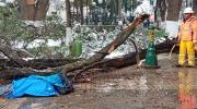 Una mujer murió aplastada por la rama de un árbol en plena nevada en Oruro