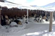 Las nevadas dejan 26.220 familias y 323 comunidades afectadas en el suroeste del país