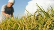 Productores advierten alza de hasta 60% en el precio del arroz por el DS 5676