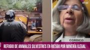 Senda Verde: minería ilegal invade ingreso y amenaza la vida de animales
