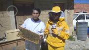Una labor contra el miedo: joven paceño rescata y protege abejas desde hace tres años