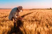 UAGRM: Bolivia mejora el rendimiento del trigo, pero reduce su área de siembra