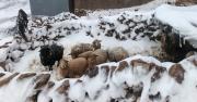 Más de 120 mil familias afectadas y damnificadas: Bolivia es golpeada por nevadas, lluvias y vientos