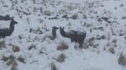 Con palas y entre la nieve, ganaderos de Cocapata luchan por salvar a sus camélidos