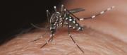 Santa Cruz reporta 8.335 casos de chikungunya y dengue, activa operativo contra el mosquito