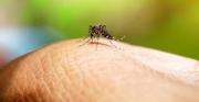 Sedes llama a la población a reforzar la prevención contra el dengue