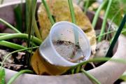En el Día contra el Dengue, Sedes llama a eliminar criaderos desde casa