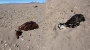 Oruro: Más de 30 camélidos y viviendas sepultadas a causa de los fuertes vientos