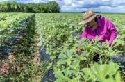 Productores de cereales y su peor crisis en 40 años