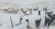 Más de 1.000 camélidos han muerto en Cocapata debido a las intensas nevadas y heladas