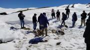 “Cada familia perdió más de 25 camélidos”: la nevada golpea a comunidades de Cocapata
