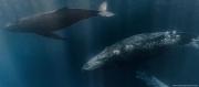 DETECTAN CANTO DE BALLENA QUE IRÍA MÁS RÁPIDO QUE EL SONIDO