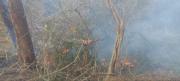 Reportan un incendio forestal en la comunidad Peñas Altas, de San Ignacio de Velasco