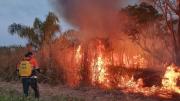 Advierten que Ley 700 dejó fuera del biocidio a la fauna que muere en incendios