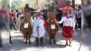 Ejemplares de Cocapata ganan primer lugar en la XVIII Expoderia Departamental de Camélidos